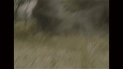 QUI NHON - 1969: Ground explosion - Orange fireball erupting in scrub 스톡 동영상 343939855