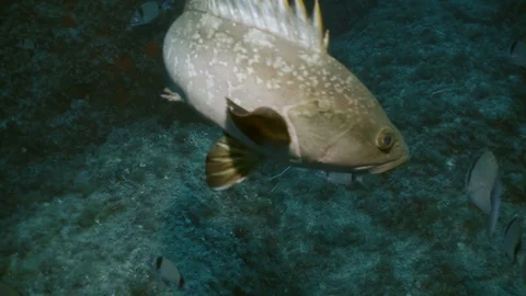 Quick and close approach of Mediterranean Grouper, underwater shot Video stock 117438567