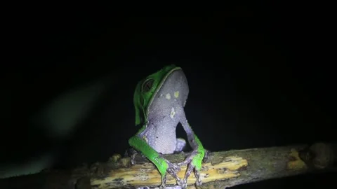 The quick breaths of a green tree frog with a white belly sitting on a branch Stock Footage 142747792