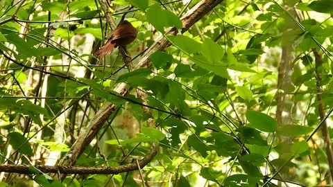 Quick brown bird in Panama in broad leaf tree on sunny day Stock Footage 123557177