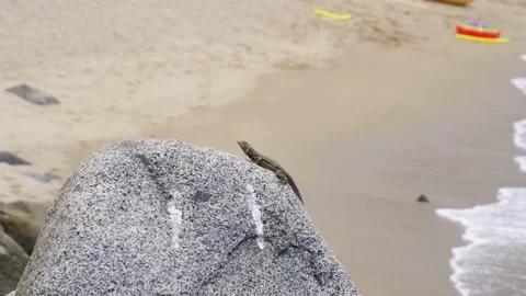 Quick camera of a lizard standing on a rock sunbathing and in the background the Stock Footage 194500775