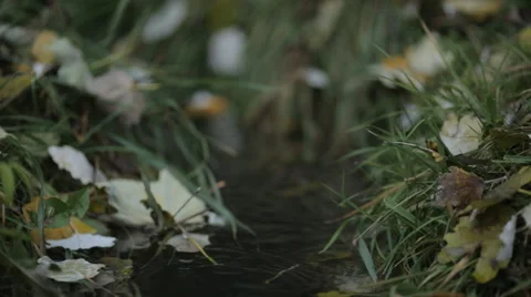 Quick creek flowing through the grass and yellow leaves Stock Footage 56351169