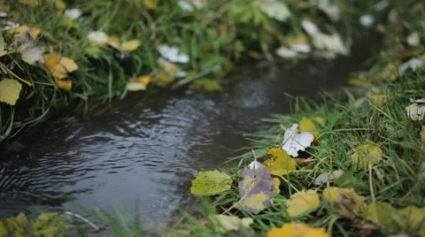 Quick creek flowing through the grass and yellow leaves Stock Footage 56351217