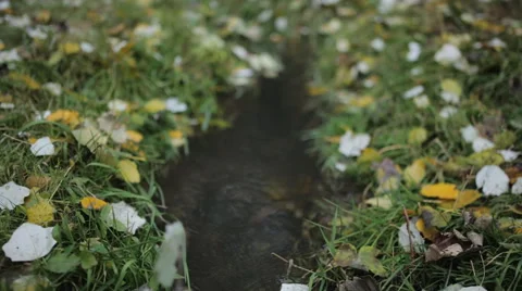 Quick creek flowing through the grass and yellow leaves Stock Footage 56351222
