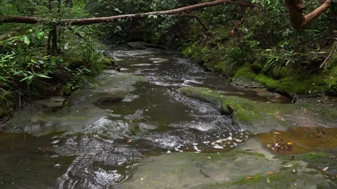 Quick creek water waves along a wide rock in a jungle forest. Stock Footage 142490325