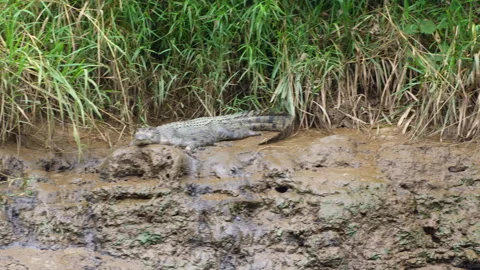 Quick Dolly Shot Left to Right Past Crocodile on Muddy Bank Stock Footage 314924709