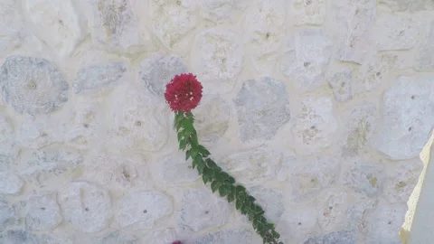 Quick down to red decorative bougainvilleas Stock Footage 96334504