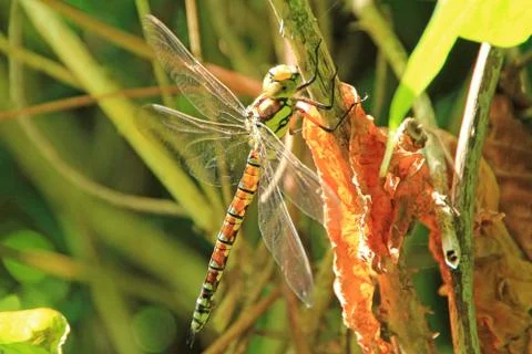 A quick dragonfly arranged a pass Stock Photos