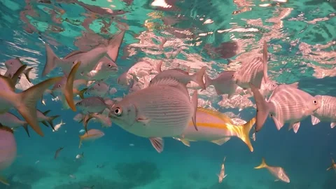 Quick dunk and re-submersion of the camera into a school of fish, Atlantic Ocean Stock Footage 337227131