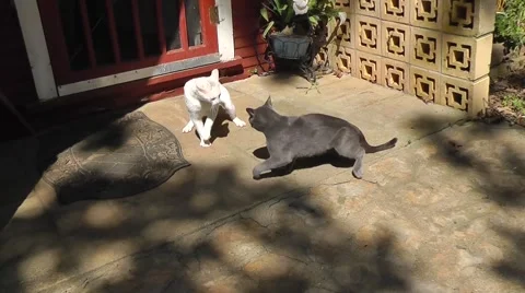 A quick fight between cats of a different color. Video stock 67199232