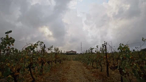 Quick flight of clouds in the sky in a field between rows of grape vines. Video stock 270069361