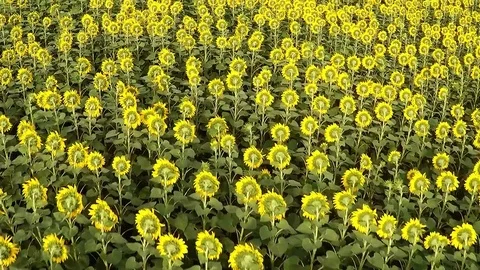 Quick flight over field with Sunflowers Stock Footage 81255485