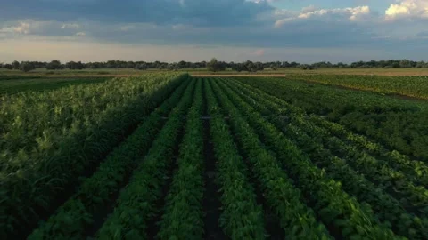 Quick flight over the field with vegetables Stock Footage 221359977