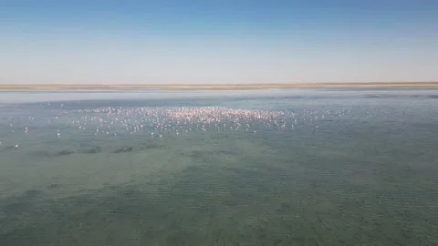 A quick flight over a flock of pink flamingos on the lake Stock Footage 238765099