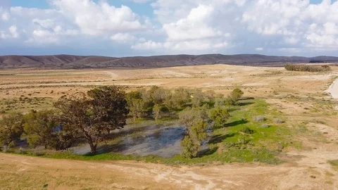 Quick flight over a green grove and a meadow of grass flooded with water in the Stock Footage 126393209