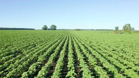 A quick flight over the rows of crops. Stock Footage 119071795