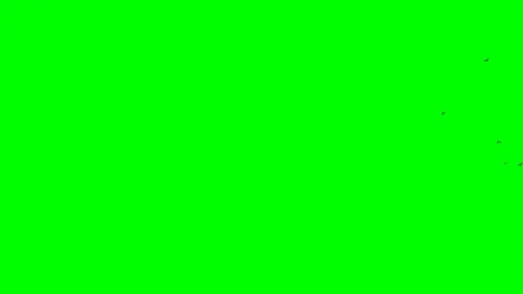 A quick flock of black birds flies in from the green screen from right to left Stock-Footage 115767144