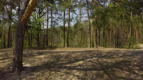 A quick fly through the forest low above the ground.coniferous forest in spring. 스톡 동영상 130901890