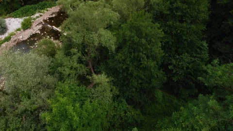 Quick Flyover Above Dense Canopy to Reveal Serpentine Waterway Stock Footage 319994592