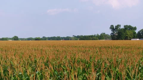 Quick Flyover Of Corn Field In Louisiana Just Before Sunrise. Aerial Drone Shot Stock Footage 244495512