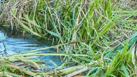 Quick forest stream runs through green vegetation. Picturesque summer nature. Stock Footage 198720519