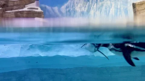 Quick joyful penguin floating and swimming in water inside oceanarium Stock Footage 279942187