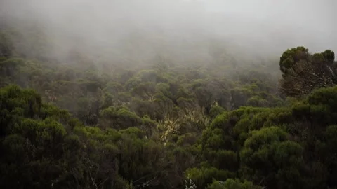 Quick light fog moving over African savannah bushes below Kilimanjaro mountain Stock Footage 204132294