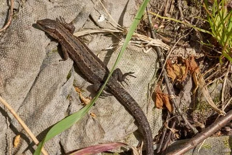A quick lizard basks in the garden under the rays of the spring sun. Foto stock