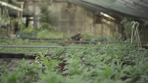 A quick look at the shelf with potted flowers in the greenhouse Stock Footage 125612241