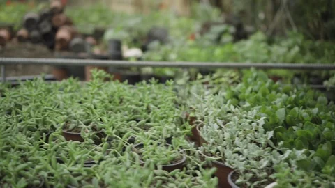 A quick look at the shelf with potted flowers in the greenhouse Stock Footage 125612392