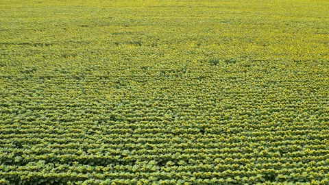 A quick low altitude flight over fields of sunflowers and wheat Видео 201062914