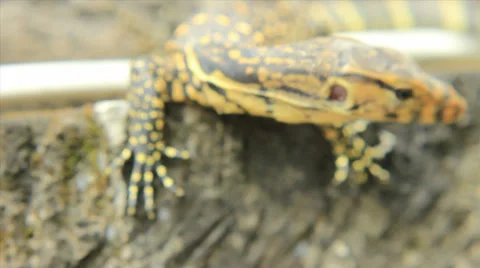 A quick meeting with Mr Varanus Indicus, the Yellow Monitor lizard Stock Footage 36491436