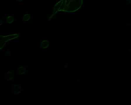 Quick Micro View 스톡 동영상 103855