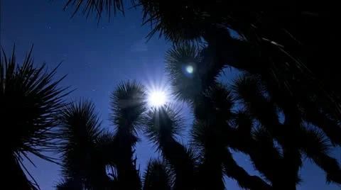 Quick moon through bushes Joshua Tree  Stock Footage 12421775