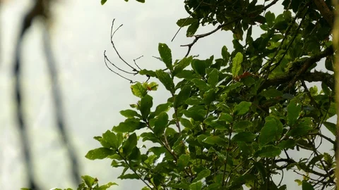 Quick moving endemic flame throated warbler in Costa Rica Stock Footage 126806409