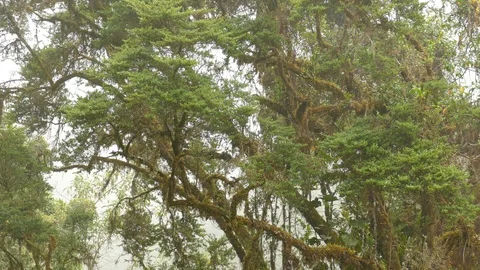 Quick moving small birds live in big tree in Costa Rica cloudforest Stock Footage 126811157