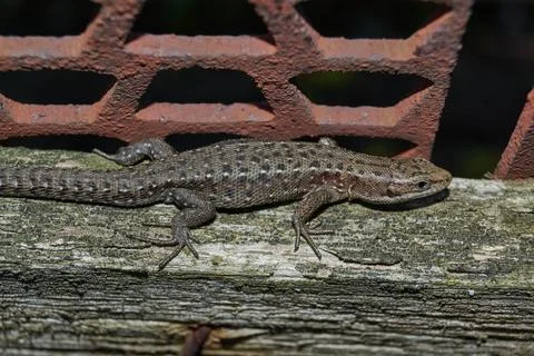 A quick or ordinary lizard basks in the garden on the board of an old fence. Stock Photos