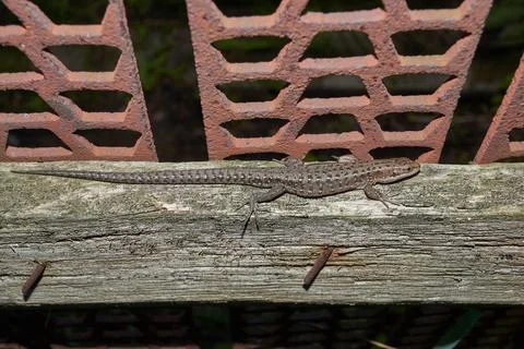 A quick or ordinary lizard basks in the garden on the board of an old fence. Stock Photos