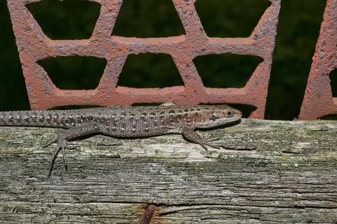 A quick or ordinary lizard basks in the garden on the board of an old fence. Stock Photos