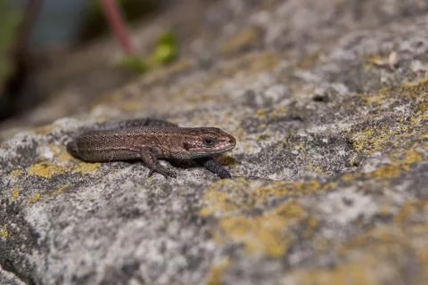 The quick or ordinary lizard (lat. Lacerta agilis) is heated on a warm stone. Stock Photos