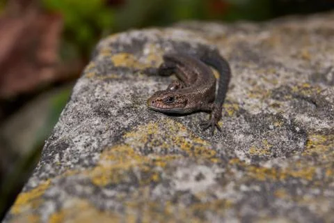 The quick or ordinary lizard (lat. Lacerta agilis) is heated on a warm stone. Stock Photos