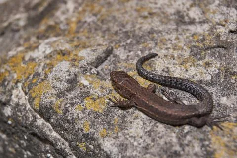 The quick or ordinary lizard (lat. Lacerta agilis) is heated on a warm stone. Stock Photos