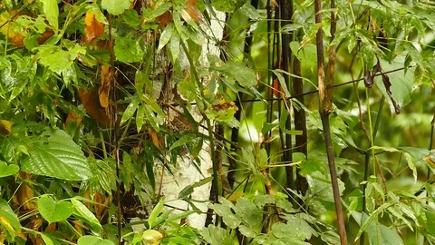 Quick orange bird hiding in dense leaves off a tree in Panama Video stock 123550467