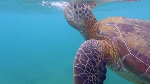 Quick over under: Closeup of swimming sea turtle taking breath of air Stock Footage 244618167