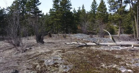 Quick pan across dead tree in wilderness Stock Footage 88455351