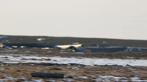 Quick pan to polar bear Stock Footage 46130531