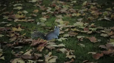 Quick shot of a nice grey squirrel in a park Vídeo Stock 14836120