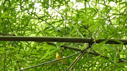 Quick small yellow bird hopping on bamboo tree Stock Footage 91947988