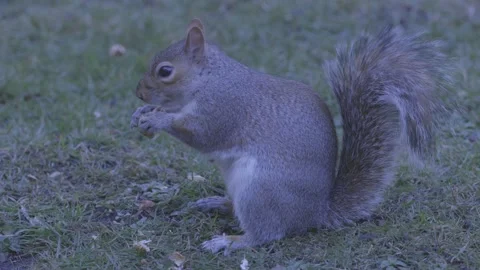 Quick Snack Stock Footage 234626757