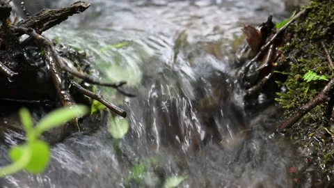 Quick stream of water runs around forest more often. Stock Footage 194138465